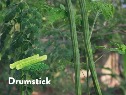 Drumstick