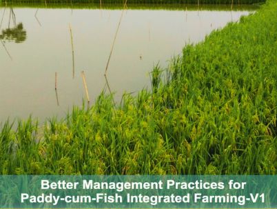 Better Management Practices For Paddy-Cum-Fish Integrated Farming In Assam (Version 1)