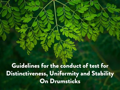 Guidelines for conduct of test for distinctiveness, uniformity and stability on drumstick