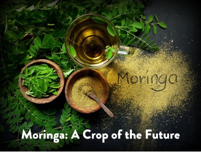 Moringa: A Crop of the Future