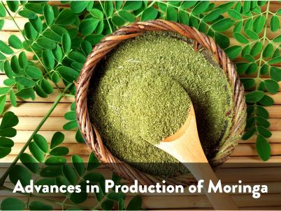 Advances in Production of Moringa
